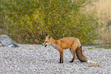 Fototapeta premium Red Fox in Autumn in Grand Teton National Park Wyoming