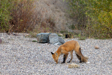 Fototapeta premium Red Fox in Autumn in Grand Teton National Park Wyoming