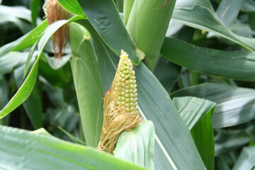 Close-up of a young corn cob on its stalk - Gros plan sur un &eacute;pis jeune &eacute;pis de ma&iuml;s sur son plan