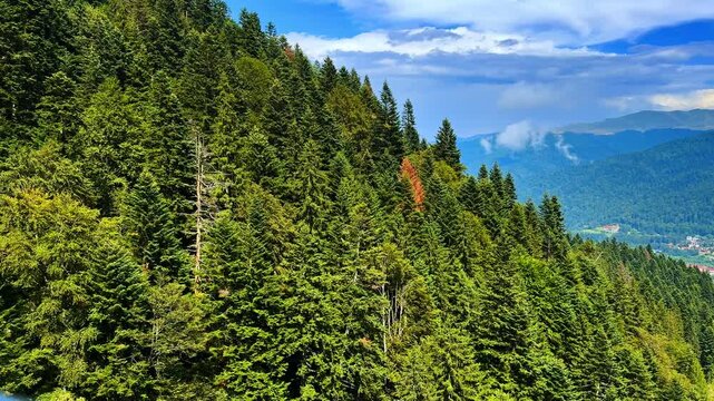 Tall trees cover the hillside in a dense forest. Some trees show hints of changing colors. A clear sky provides sunlight in a mountain area during midday.