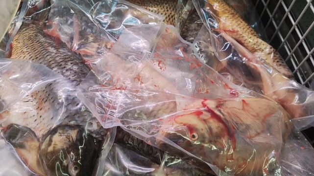 fresh fish in the market - carp fish
