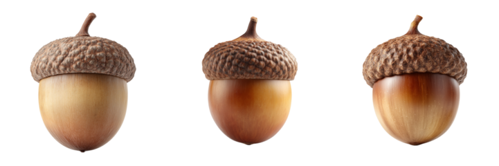Set of A single beautiful oak fruit with smooth texture and natural brown tones on transparent png background. Ai generated