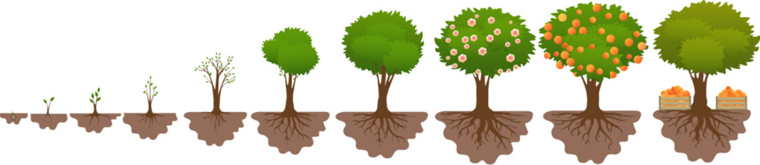 Tree growth cycle