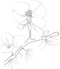 Quince flowering branch.of vector stock illustration hand outlining, Botanical quence flower engraved ink art, Quence flowers wall decor, coloring page isolated on white background