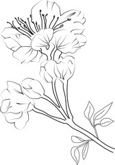 Hand-drawn quince flower coloring page, Ink pencil, the flowers of quince isolated. Line art isolated background. Hand-drawn nature painting. Freehand sketching illustration. 