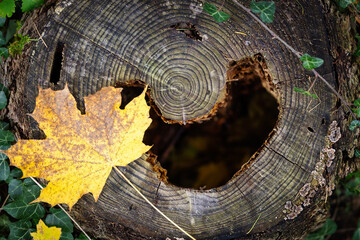 Wooden stump with a leaf near a hole in the top