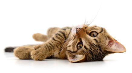 Cute tabby kitten lying on back isolated on white