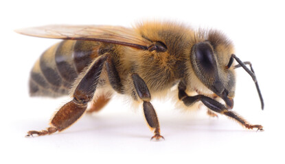 Honey bee isolated on white background