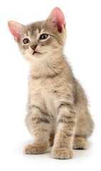 Small grey tabby kitten sitting isolated on white