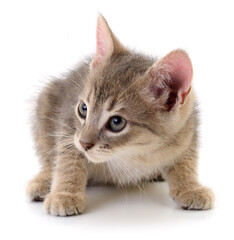 Little gray kitten isolated on white background