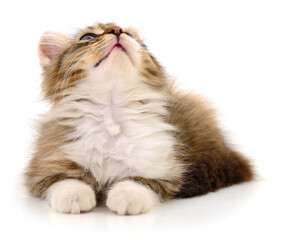 Fluffy tabby kitten looking up isolated on white