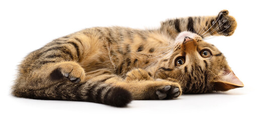 Playful tabby kitten lying on back isolated on white