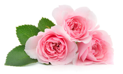 Three pink roses with leaves isolated on white