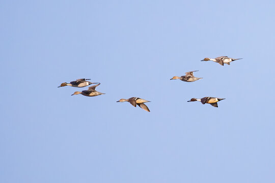 Northern Pintail