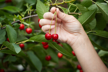 Woman's hand harvesting fresh ripe red cherries directly from a lush green cherry tree branch, close-up showing healthy organic fruit picking during summer season