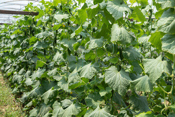 Greenhouse cucumber plants growing in lush rows, producing fresh healthy vegetables for agricultural farming and organic food production in controlled environment
