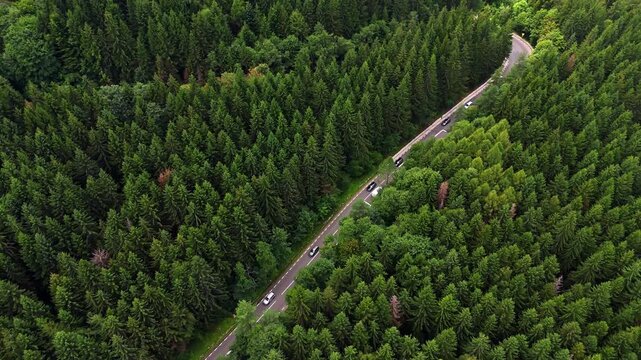 Cars travel on a narrow road surrounded by tall trees in a green forest. The view shows the road curves as it goes deeper into the woods. It is a sunny day.