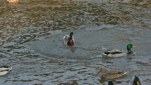 Duck drake aggressively attacks another drake and then flaps its wings, slow motion