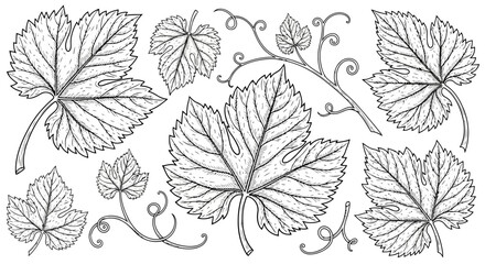 A collection of various leaf illustrations with intricate details and different shapes, perfect for artistic and design projects