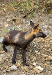 Fototapeta premium Cross Fox in Denali National Park Alaska in Autumn