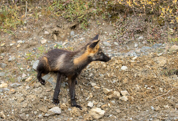 Fototapeta premium Cross Fox in Denali National Park Alaska in Autumn