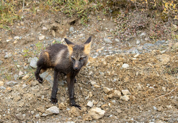 Fototapeta premium Cross Fox in Denali National Park Alaska in Autumn