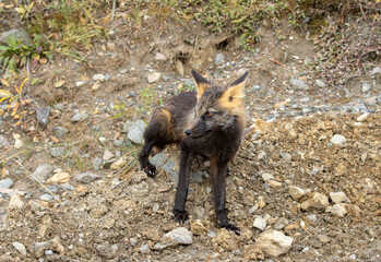 Fototapeta premium Cross Fox in Denali National Park Alaska in Autumn