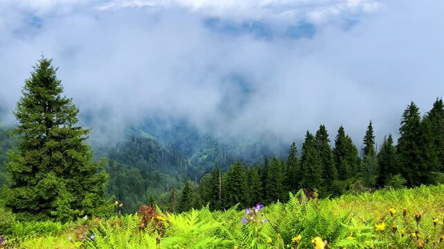 The plateau is covered with clouds that move over the mountain valley. The movement of the fog creeping over the hills at dawn. Mountains and fog on the Pokut plateau in the highlands of the Black Sea