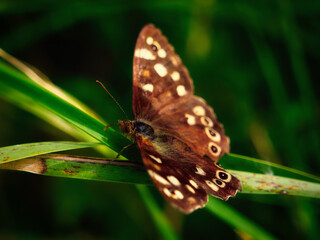 A beautiful butterfly finds refuge in the meadow, its mottled wings providing perfect camouflage.