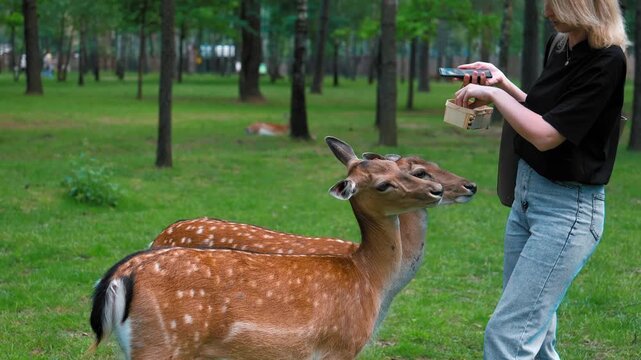 First-person perspective showing a hand gently stroking a friendly young fallow deer, which eventually walks away through a beautiful green forest, illustrating a peaceful human-animal connection