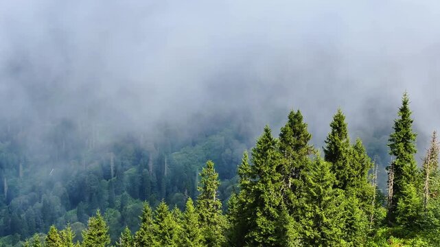 The plateau is covered with clouds that move over the mountain valley. The movement of the fog creeping over the hills at dawn. Mountains and fog on the Pokut plateau in the highlands of the Black Sea