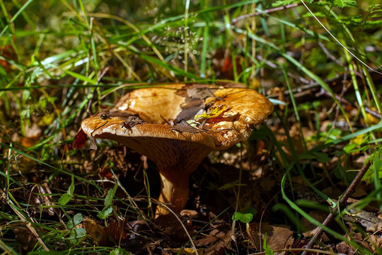 Cap mushroom of the Paxillaceae family. Nature. Photo of a mushroom growing in the forest. Paxillus involutus.