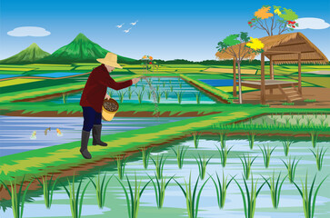 The farmer is spreading fertilizer in the rice field. vector design