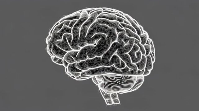 Intricate white wireframe human brain rotating and presenting anatomical details