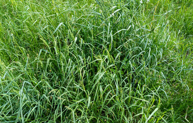 Obraz premium Tall grass on a lawn. Spring green unmown meadow grass.