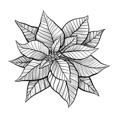 Poinsettia Christmas Star Festive Flower Sketch Hand Drawn Vector Floral Graphic Isolated Element for Winter Holiday Decor or Engravings and Tattoo Design