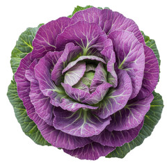 Obraz premium Purple ornamental cabbage rosette top view isolated on white