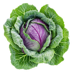 Fototapeta premium Purple cabbage head in green savoy leaves top view isolated on white