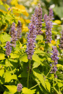Agastache foeniculum