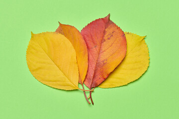 Red and yellow leaves on a green background, top view