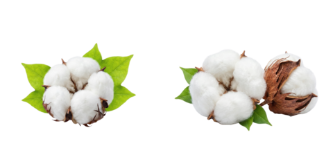 Two Fluffy White Cotton Bolls with Green Leaves on a Dark Field