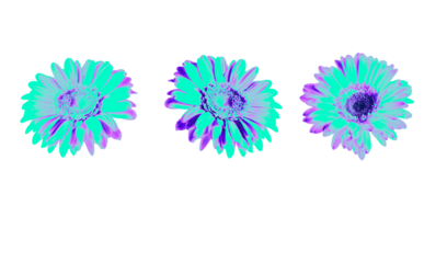 Digitally processed illustration of three gerbera flowers in neon blue and purple tones, isolated on a transparent background. Vibrant glowing floral elements for modern design, branding projects.