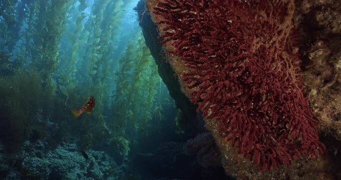 Gorgonian colony on wall by kelp forest.