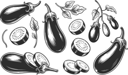 Eggplant Botanical Illustration Set Line Art Vector.
