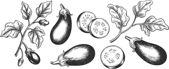 Eggplant Botanical Illustration Set Line Art Vector.
