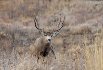 Fototapeta premium Mule Deer Buck During the Rut in Autumn in Colorado