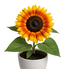 Obraz premium Yellow Sunflower in White Pot