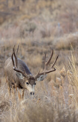 Obraz premium Mule Deer Buck During the Rut in Autumn in Colorado
