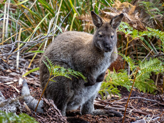 Pademelon in Fortescue Bay, Tasman national park