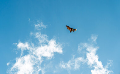 Bat flying across bright blue sky with soft clouds creating minimal wildlife background with strong copy space